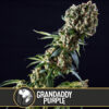 Grandaddy Purple fem. Blimburn Seeds