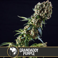 Grandaddy Purple fem. Blimburn Seeds