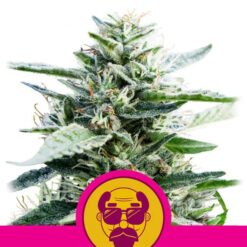 Granddaddy Purple fem. Royal Queen