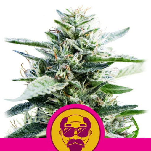 Granddaddy Purple fem. Royal Queen