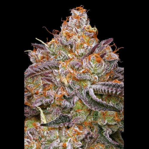 Granny Candy 3 u. fem Humbold Seeds Company