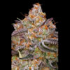 Granny Candy 5 u. fem Humbold Seeds Company