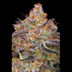 Granny Candy 5 u. fem Humbold Seeds Company
