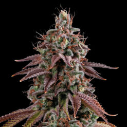 Granny´s Home fem. Seedstockers Superior
