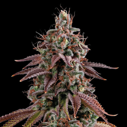 Granny´s Home fem. Seedstockers Superior
