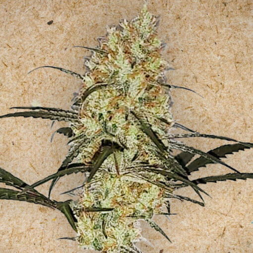 Grape Amnesia fem. Female Seeds