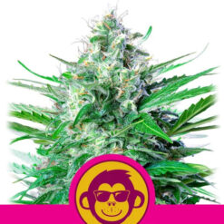Grape Ape fem. Royal Queen