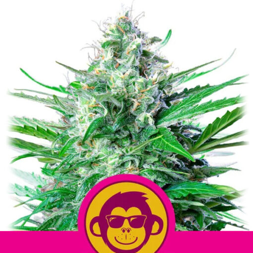 Grape Ape fem. Royal Queen