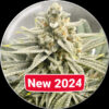 Grape Fuel fem. Medical seeds