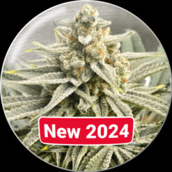 Grape Fuel fem. Medical seeds