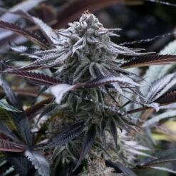 Grape Juice fem. Silent Seeds