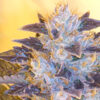 Grape OG 6 u. fem. The Cali Connection