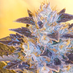 Grape OG 6 u. fem. The Cali Connection