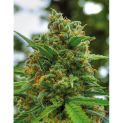 Grapefruit fem. Positronics Seeds