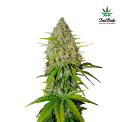 Grapefruit Auto fem. FastBuds Seeds
