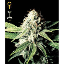Great White Shark fem. Green House