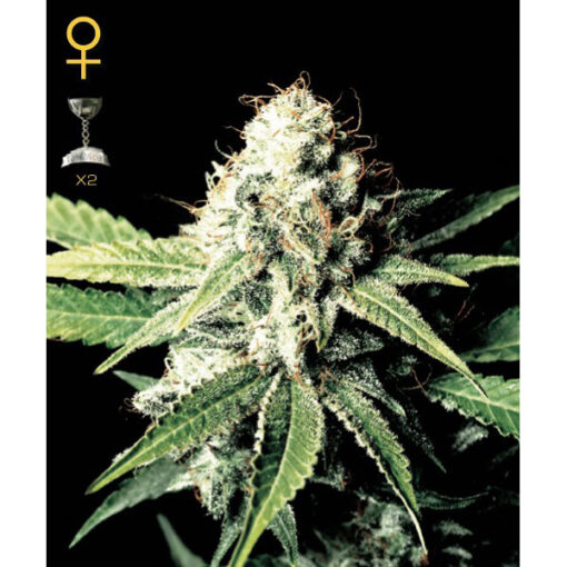 Great White Shark fem. Green House