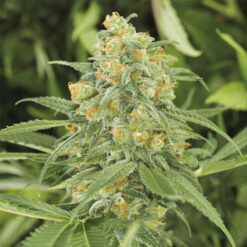 Green Crack 2.0 fem. Humboldt Seed Organization
