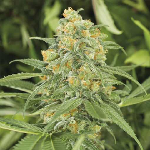 Green Crack 2.0 fem. Humboldt Seed Organization