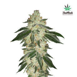 Green Crack Auto fem. FastBuds Seeds