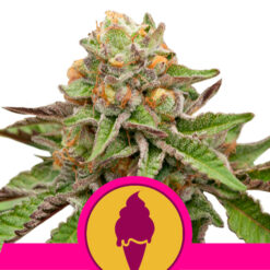 Green Gelato fem. Royal Queen