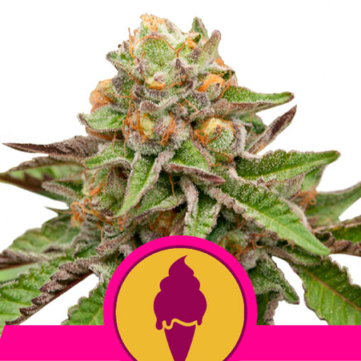 Green Gelato fem. Royal Queen