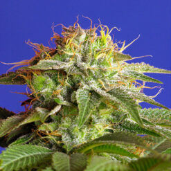 Green Poison fem. Sweet Seeds