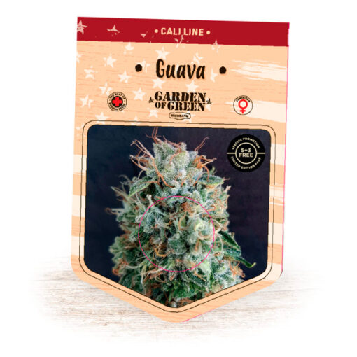 Guava fem. Garden of Green Seeds