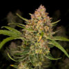 Guava Auto fem. FastBuds Seeds