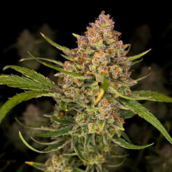 Guava Auto fem. FastBuds Seeds