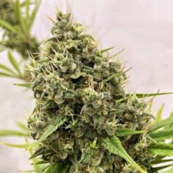 Guawi fem. Ace Seeds