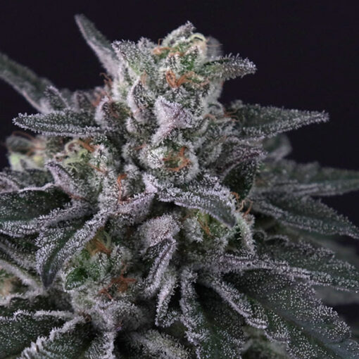 Gulupa fem. Paradise Seeds