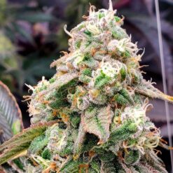 Gushers Fast Flowering fem. Humboldt Seed Organization