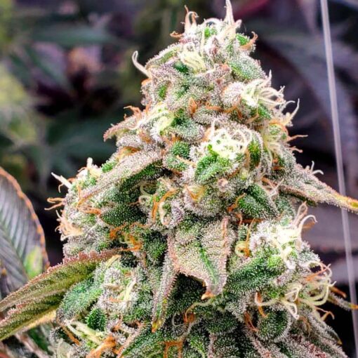 Gushers Fast Flowering fem. Humboldt Seed Organization
