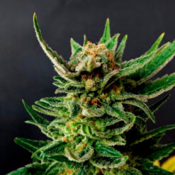 Gypsy Kush fem. Kannabia Seeds