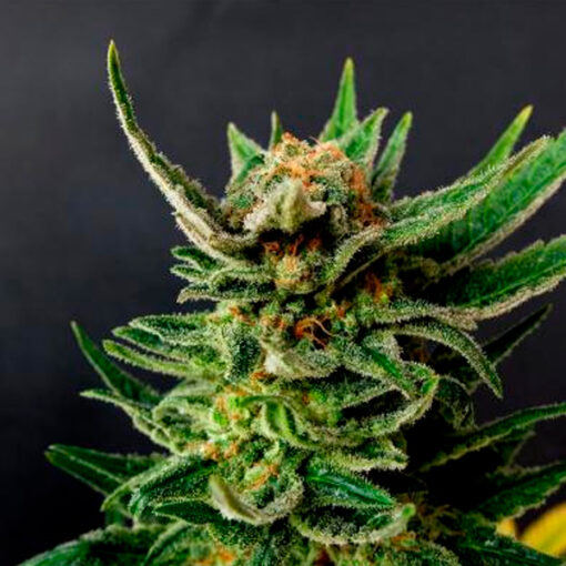 Gypsy Kush fem. Kannabia Seeds
