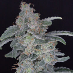 HB Dunkin'z 3 u. fem - USA Line- Pure Instinto