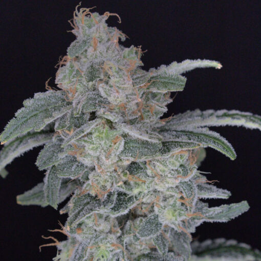 HB Dunkin'z 3 u. fem - USA Line- Pure Instinto