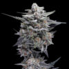 HG23 - Michael Jordan fem. DNA Genetics