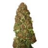 Harlequin CBD+ CBD Buds