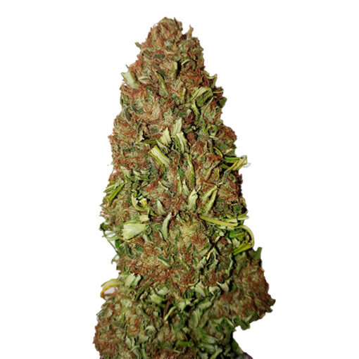 Harlequin CBD+ CBD Buds