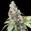 Harlequin CBD fem. 00 Seeds