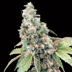Harlequin CBD fem. 00 Seeds