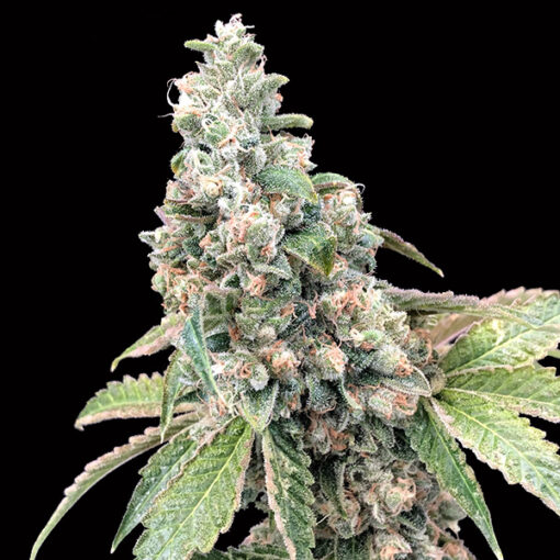 Harlequin CBD fem. 00 Seeds