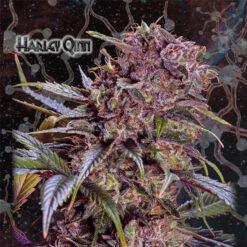 Harley Qinn fem. Geneseeds