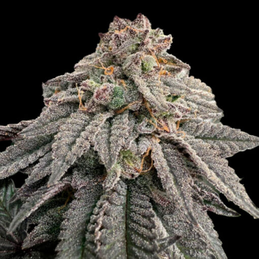 Hash Belt 3 u. fem Limited Edition Gratefull Seeds