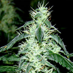 Hash Heaven fem. Soma Seeds