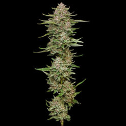 Hella Jelly 3 u. fem Humbold Seeds Company