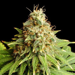 Hellfire Og fem. Kannabia Seeds