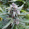 Hi-biscus 3 u. fem Humbold Seeds Company